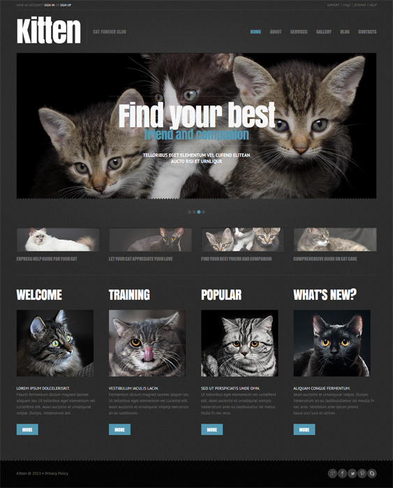 cat pets vets wordpress themes